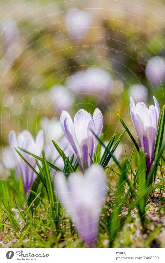 Frühlingszauber Leben harmonisch Natur Pflanze Blüte Wildpflanze Krokusse Blühend leuchten Zusammensein schön klein natürlich Lebensfreude Frühlingsgefühle