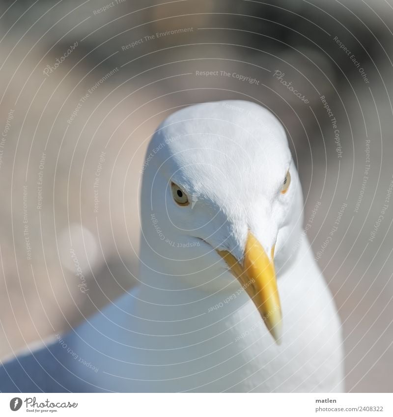 Möwenportrait Tier Wildtier Vogel Tiergesicht 1 Blick braun gelb weiß Porträt Schnabel Unschärfe Farbfoto Außenaufnahme Detailaufnahme Menschenleer