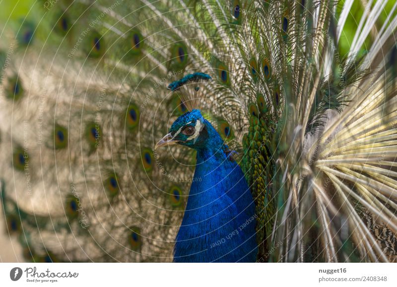 Pfau 1 Umwelt Natur Tier Frühling Sommer Herbst Schönes Wetter Garten Park Wildtier Vogel Tiergesicht Flügel ästhetisch authentisch außergewöhnlich Coolness