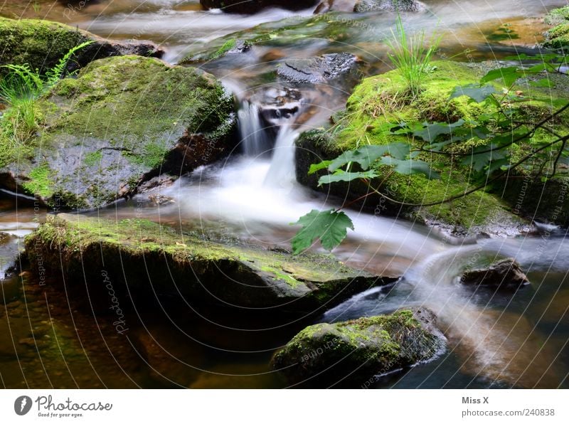 Kleiner Bach Natur Wasser Sträucher Moos Farn Wald Wasserfall dunkel kalt nass Wildbach Stein Farbfoto Außenaufnahme Menschenleer Langzeitbelichtung