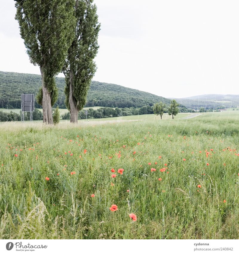 Landstraße harmonisch Wohlgefühl Erholung ruhig Ausflug Ferne Freiheit Umwelt Natur Landschaft Himmel Baum Wiese Feld Wald Hügel Straße Wege & Pfade