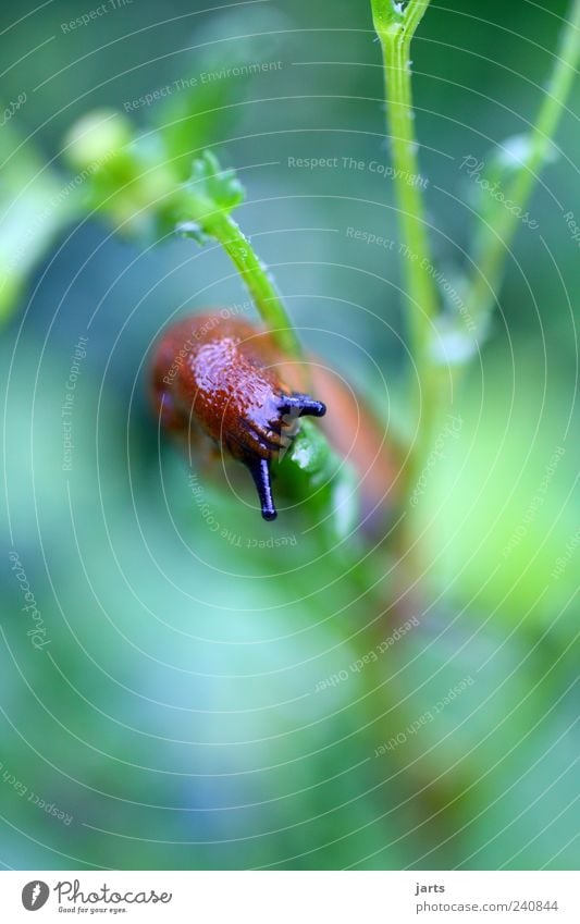 hunger Pflanze Grünpflanze Garten Tier Wildtier Schnecke 1 Natur Farbfoto Außenaufnahme Nahaufnahme Menschenleer Textfreiraum oben Textfreiraum unten Tag