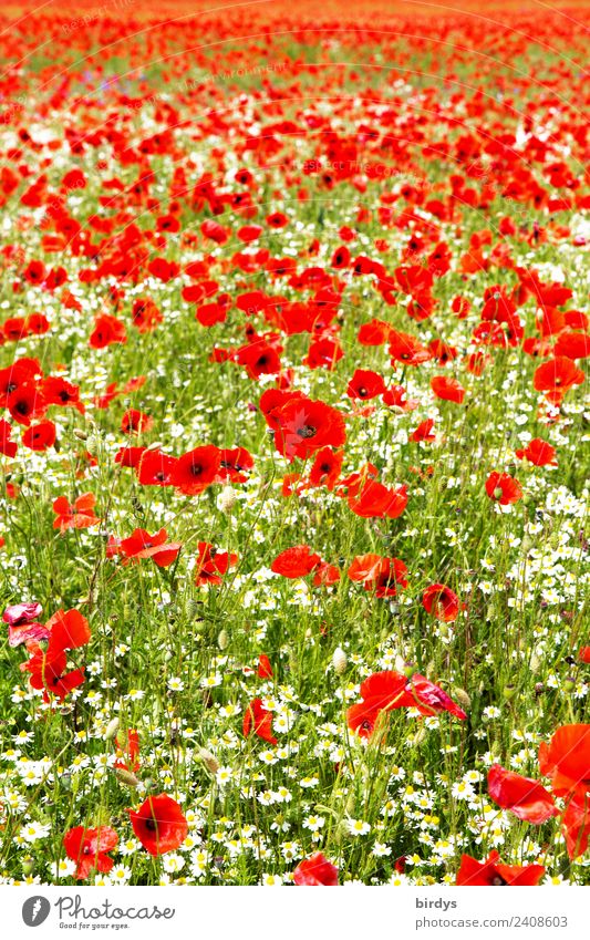 Großes, blühendes Mohnblumenfeld mit Kamillenblüten Mohnblumenblüte Klatschmohn Blütenmeer Allergie Landschaft Pflanze Sommer Schönes Wetter Blume Nutzpflanze