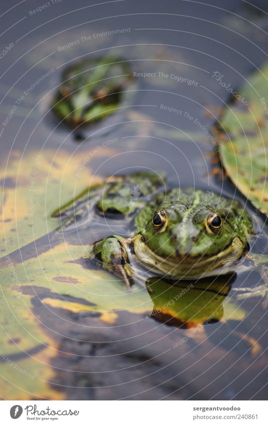 Stalk the frog Garten Umwelt Natur Tier Wasser Sommer Blatt Seeufer Teich Wildtier Frosch Tiergesicht 2 Tierpaar Brunft beobachten Blick Schwimmen & Baden