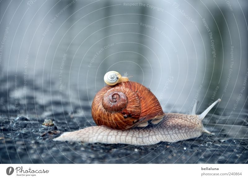 Taxischnecke Natur Wasser Frühling Sommer Schönes Wetter Tier Wildtier Schnecke 2 nass schön Schneckenhaus trampen Pfütze Asphalt Farbfoto Gedeckte Farben