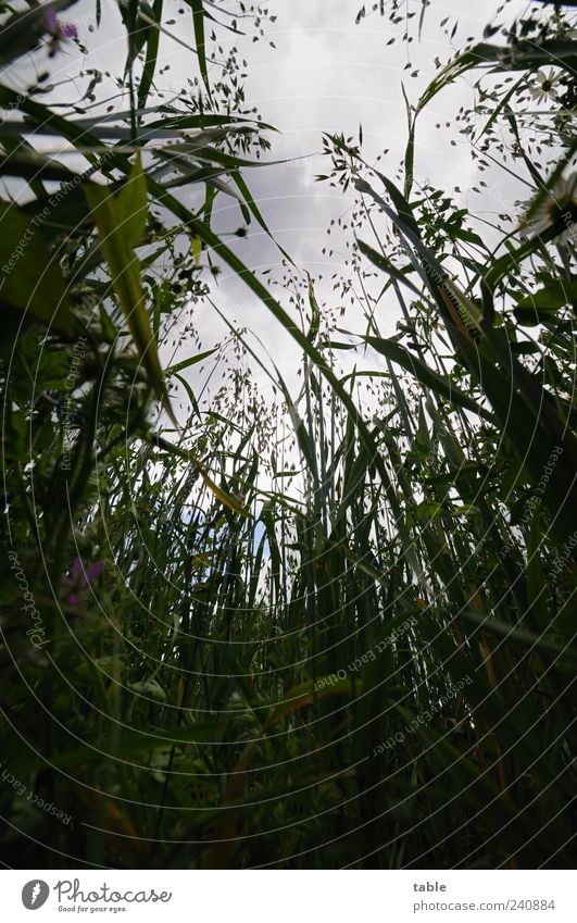 es ist trübes Wetter... Landwirtschaft Forstwirtschaft Umwelt Natur Landschaft Pflanze Himmel Wolken Sommer Klima Nutzpflanze Getreide Getreidefeld Kornfeld