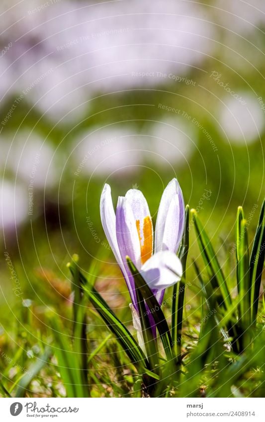 Wilder Krokus Natur Pflanze Blüte Wildpflanze Krokusse Blühend leuchten violett Frühlingsgefühle Vorfreude Kraft Farbfoto mehrfarbig Außenaufnahme Nahaufnahme