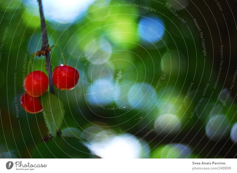 kirsch. Frucht Umwelt Natur Pflanze Schönes Wetter Baum Kirsche Kirschbaum Spinnennetz Garten Blühend hängen natürlich grün rot Farbfoto mehrfarbig