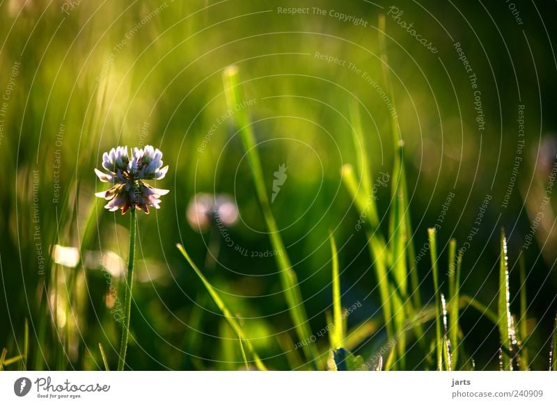 wortlos Pflanze Gras Wiese Gelassenheit ruhig Hoffnung Natur Farbfoto Außenaufnahme Nahaufnahme Menschenleer Textfreiraum rechts Textfreiraum oben Abend Licht