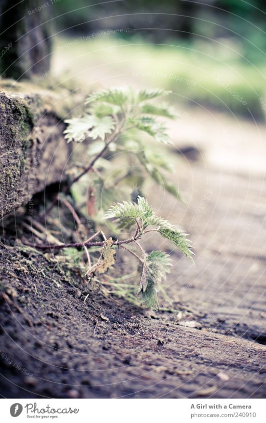 brennende Fesseln Natur Pflanze Frühling Brennnessel Heilpflanzen Wildpflanze Wachstum wild grün zartes Grün Wegrand klein Jungpflanze Gedeckte Farben