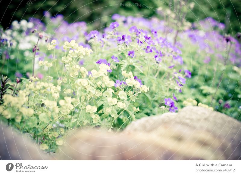 Mauergewächs Wohnung Garten einrichten Dekoration & Verzierung Natur Pflanze Frühling Blume Blüte Nutzpflanze Blühend Duft Wachstum authentisch Fröhlichkeit