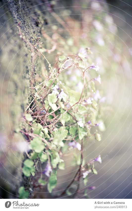 Mauergewächs 2 Natur Pflanze Frühling Mauerpflanze Duft hängen Wachstum authentisch Fröhlichkeit frisch natürlich grün violett zart schön