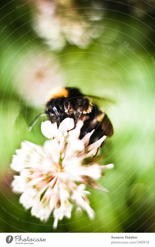 Hummel Natur Pflanze Gras Sträucher Blüte Grünpflanze Wildpflanze Tier Biene Flügel 1 sitzen Fertilisation Nektar Nektarpflanze Sommer Wiese Licht Insekt