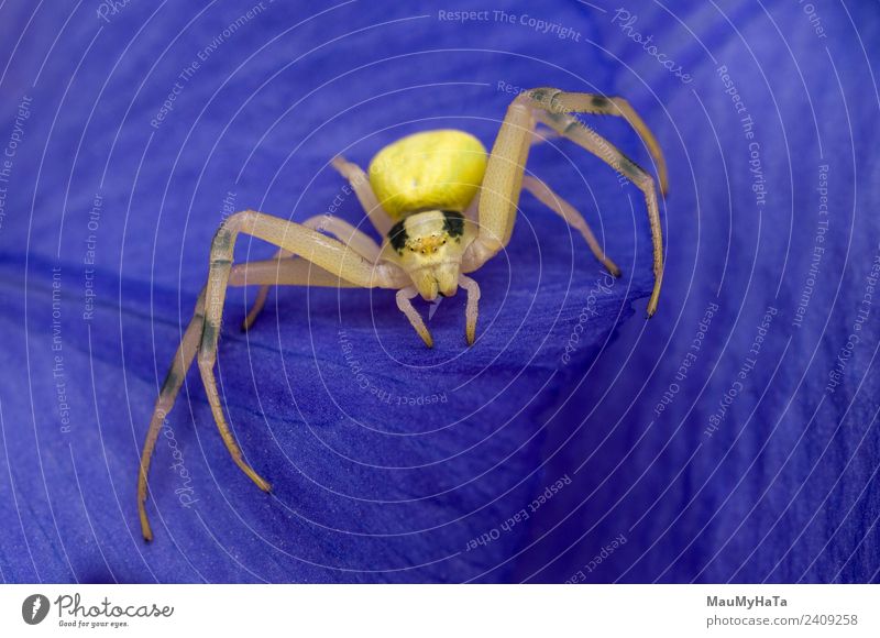 Krabbenspinne Natur Pflanze Tier Blume Garten Park Feld Wildtier Spinne 1 Bewegung Aggression Gefühle Abenteuer Farbfoto Innenaufnahme Studioaufnahme