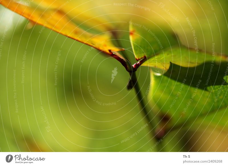 Blatt Natur Pflanze Frühling Sommer Blühend ästhetisch authentisch einfach elegant Fröhlichkeit frisch natürlich gelb grün Gelassenheit geduldig ruhig