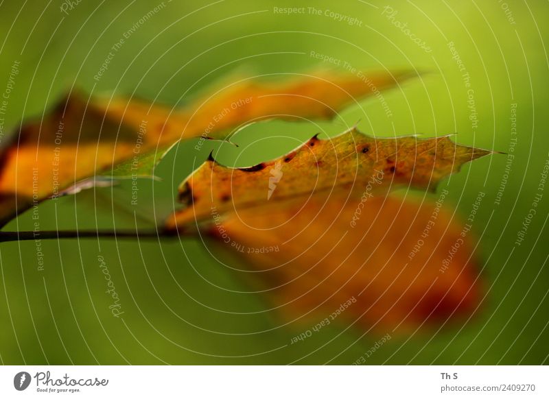 Blatt Natur Pflanze Frühling Sommer Herbst Blühend verblüht ästhetisch authentisch einfach elegant fantastisch natürlich braun grün Gelassenheit geduldig ruhig