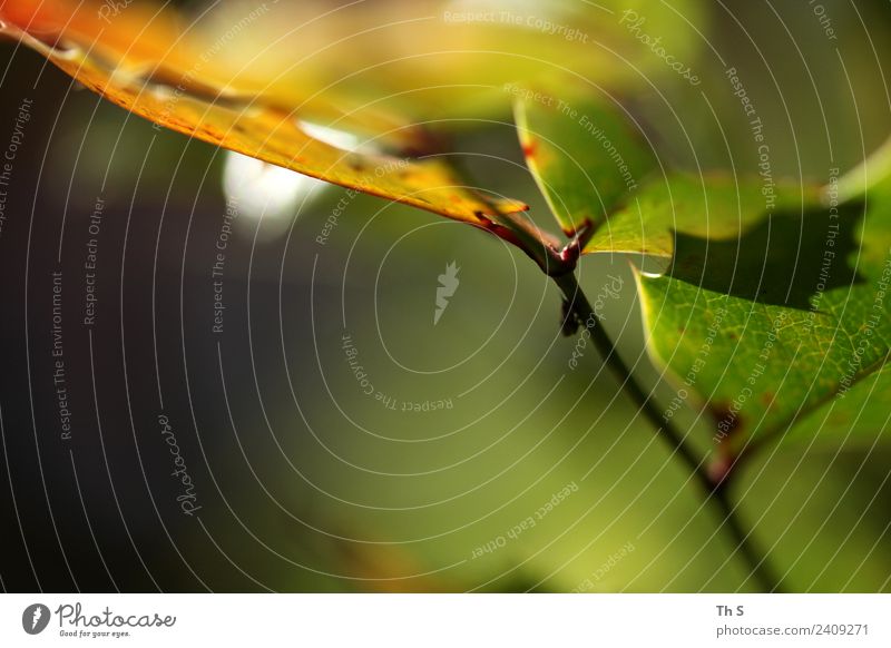 Blatt Natur Pflanze Frühling Sommer Blühend ästhetisch authentisch einfach elegant Fröhlichkeit frisch natürlich gelb grün rot weiß Gelassenheit geduldig ruhig