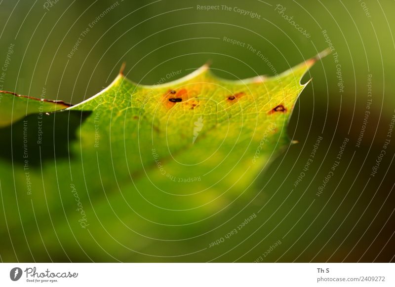 Blatt Natur Pflanze Frühling Sommer Blühend ästhetisch authentisch einfach elegant Fröhlichkeit frisch natürlich gelb grün rot Gelassenheit geduldig ruhig