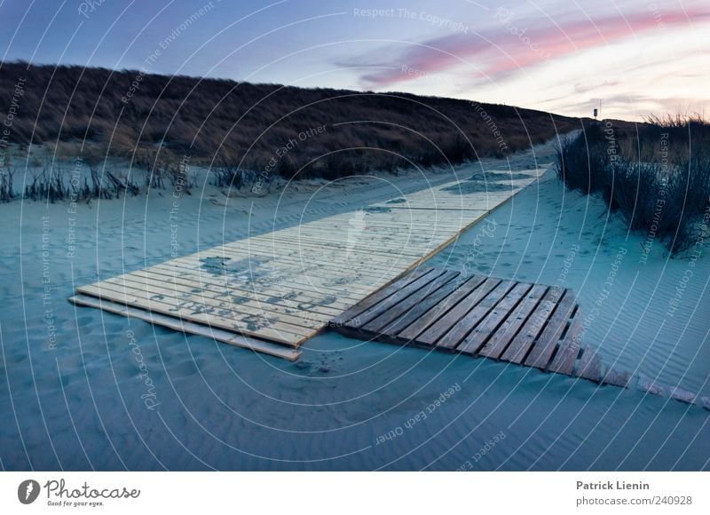 Spiekeroog | Mehr als Meer Strand Umwelt Natur Landschaft Pflanze Sand Klima Wetter Schönes Wetter Wind Küste Nordsee Insel Holz dunkel blau Stimmung ästhetisch