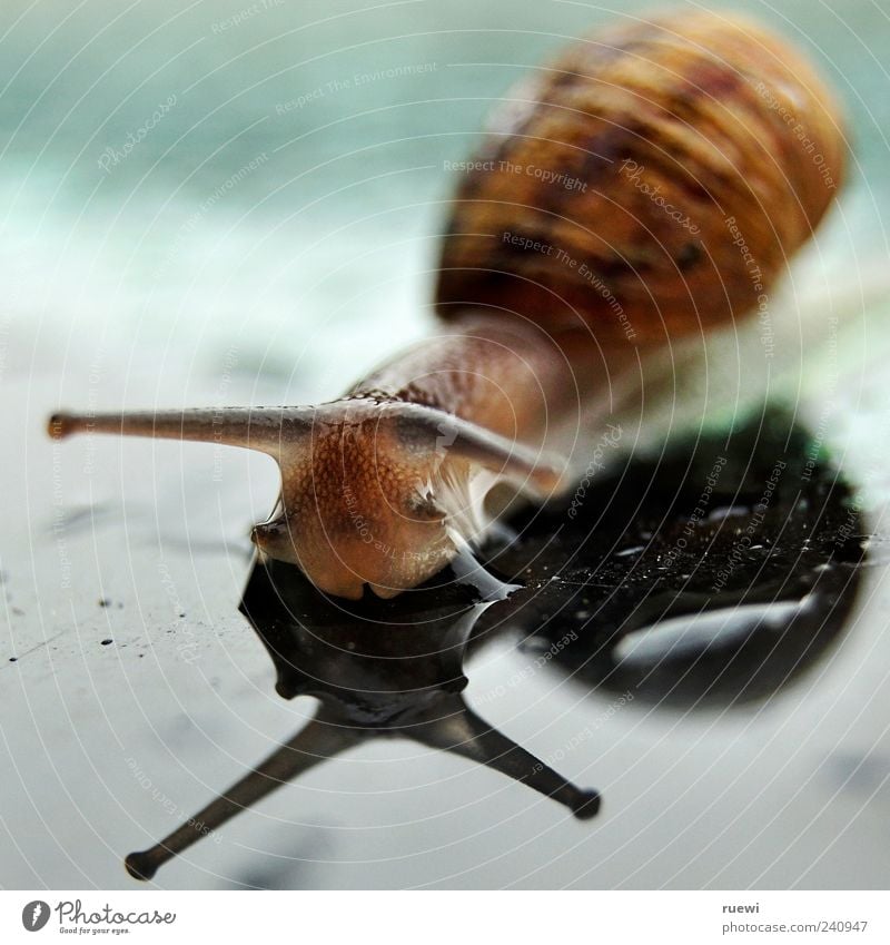 Sn@il_1 Tier Wasser Wassertropfen Schnecke Glas nass weich blau braun grün krabbeln Schleim schleimig Weichtier Fühler Auge Schneckenhaus Farbfoto Außenaufnahme