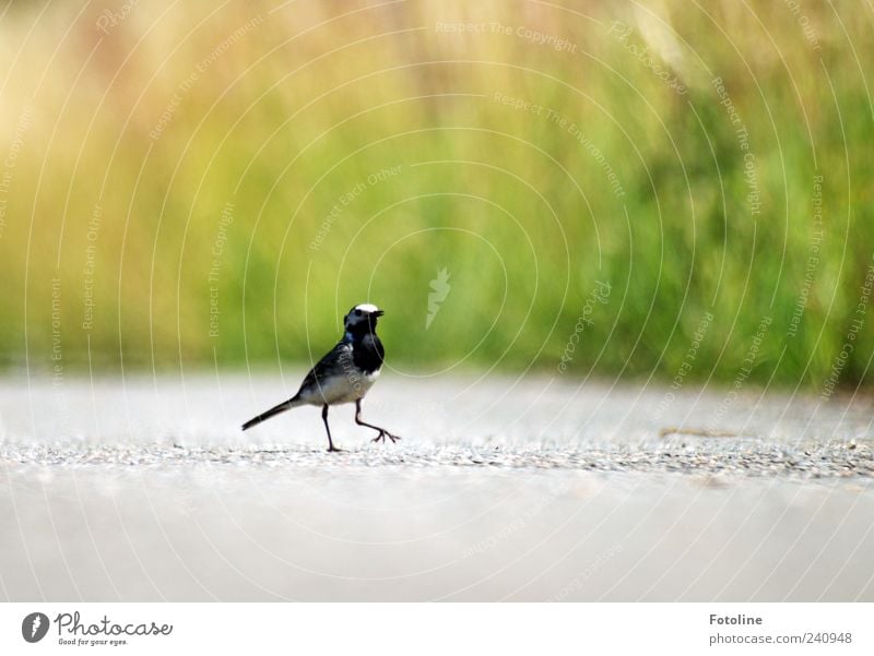 He laß uns tanzen! Umwelt Natur Pflanze Tier Urelemente Wildtier Vogel Flügel 1 hell natürlich klein Farbfoto mehrfarbig Außenaufnahme Nahaufnahme Menschenleer