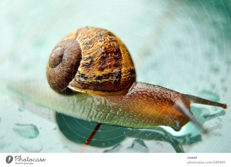 Schnecke auf nasser Glasscheibe Tier Weichtier Schneckenhaus 1 schleimig blau braun mehrfarbig grün Ziellinie krabbeln Farbfoto Außenaufnahme Nahaufnahme