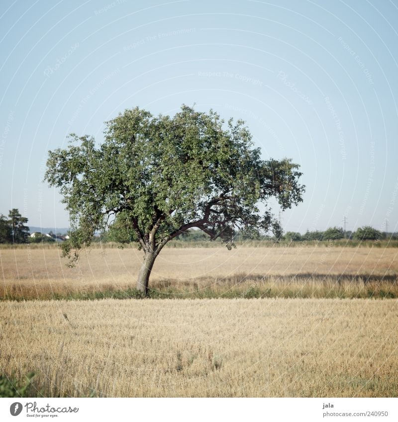 mittsommer Natur Landschaft Himmel Wolkenloser Himmel Sommer Pflanze Baum Gras Sträucher Blatt Grünpflanze Nutzpflanze Wiese Feld schön Farbfoto Außenaufnahme