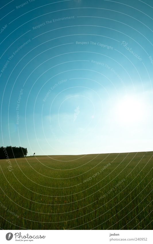 Feldstudie Umwelt Natur Landschaft Pflanze Himmel Wolken Horizont Sonnenlicht Sommer Schönes Wetter blau grün ruhig Hochsitz Außenaufnahme Textfreiraum oben Tag