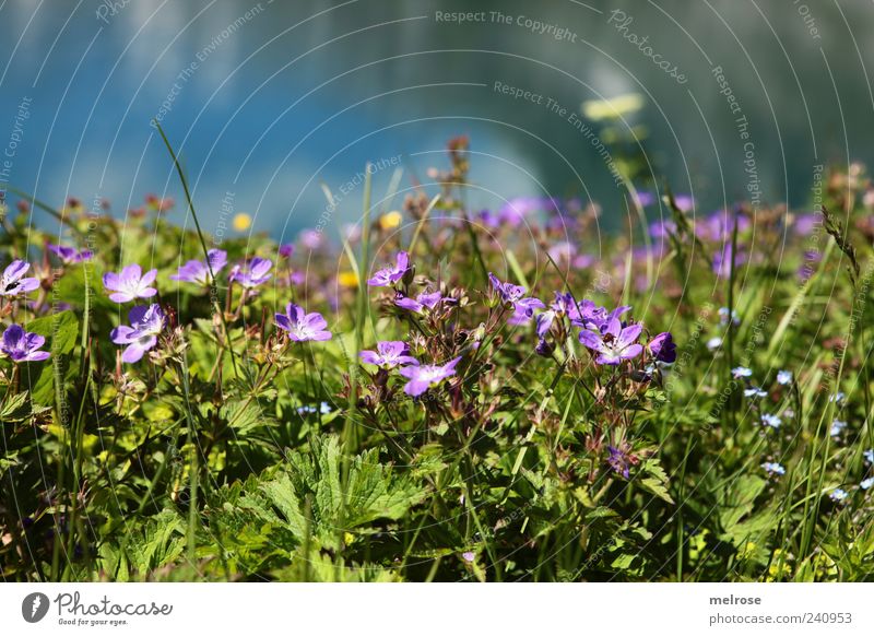 im Paradies ... Natur Pflanze Wasser Himmel Wolken Sommer Blume Gras Farn Blatt Blüte Grünpflanze Wildpflanze Seeufer blau braun gelb grün violett Farbfoto