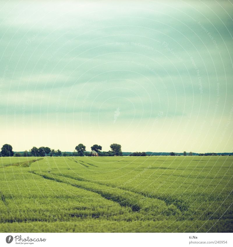 Wege und Linien Umwelt Frühling Sommer Wetter Pflanze Nutzpflanze Feld Wachstum hell schön blau grün Farbfoto Außenaufnahme Menschenleer Textfreiraum oben