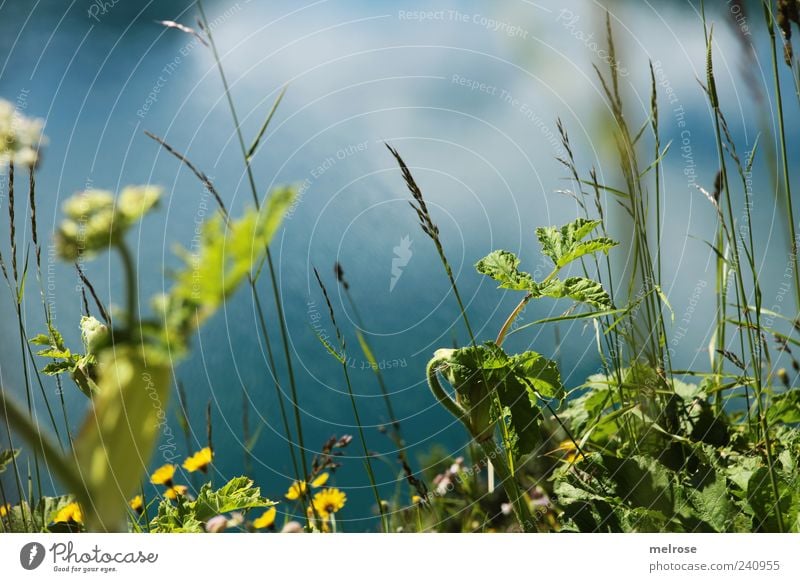 Am Seeufer I ... Natur Wasser Sommer Pflanze Blume Gras Blatt Grünpflanze Wildpflanze Alpenwiese blau gelb grün Farbfoto Außenaufnahme Detailaufnahme