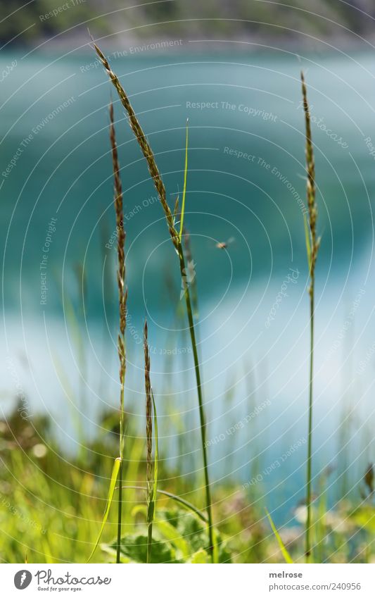 Am Seeufer II ... Natur Pflanze Wasser Himmel Sonnenlicht Sommer Gras Grünpflanze Wildpflanze blau grün Farbfoto Außenaufnahme Nahaufnahme Detailaufnahme