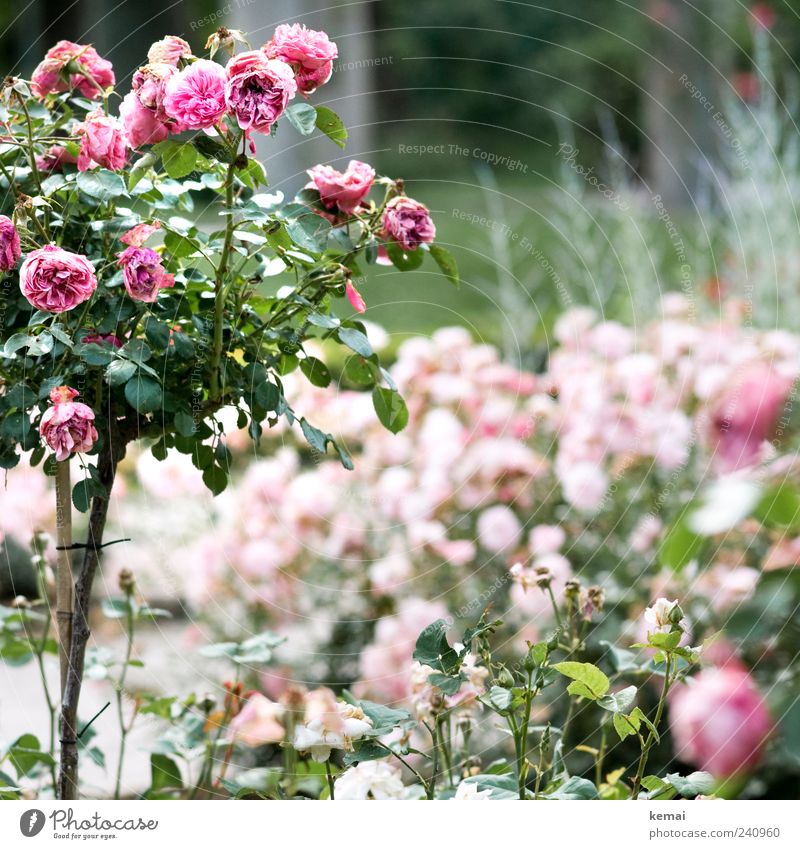 Never promised Umwelt Natur Pflanze Sommer Blume Sträucher Rose Blatt Blüte Rosenstock Blühend Duft verblüht schön rosa Vergänglichkeit welk Farbfoto