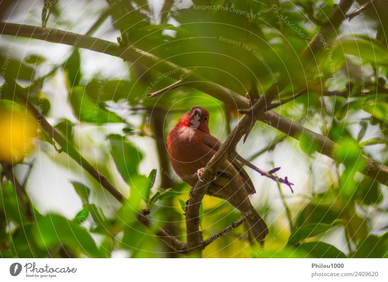 Roter Foudi in einem Baum eines Gartens Natur Tier Vogel wild blau grün rot weiß Farbe Kenia Nairobi Hintergrund Schnabel wunderschön bunt Feder Hotel