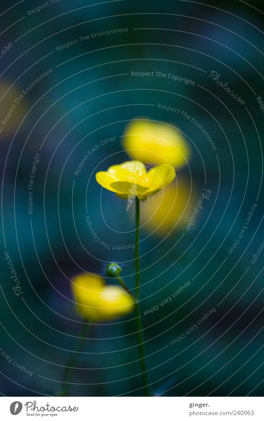 empfangen. Umwelt Natur Pflanze Frühling Blüte gelb grün-blau Wachstum schön Blütenblatt Sumpf-Dotterblumen Hahnenfuß Zentralperspektive Farbfoto mehrfarbig