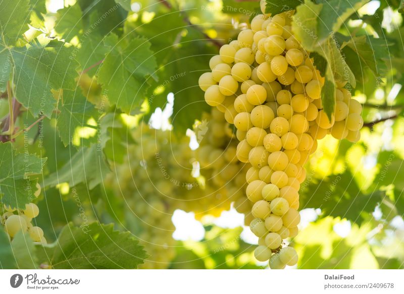 Weinberg roh Frucht Sommer Natur Pflanze Herbst Blatt Wachstum frisch natürlich blau grün rot Ackerbau Hintergrund Ast Haufen Land Bauernhof Feld Lebensmittel