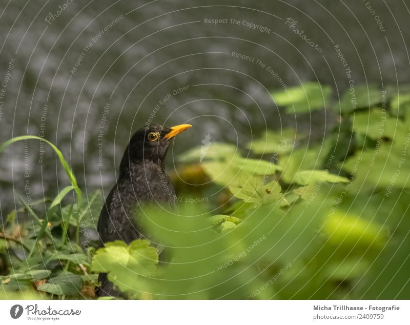 Amsel am Fluss Umwelt Natur Tier Wasser Sonne Sonnenlicht Schönes Wetter Pflanze Gras Blatt Flussufer Wildtier Vogel Tiergesicht Flügel Schnabel Auge 1