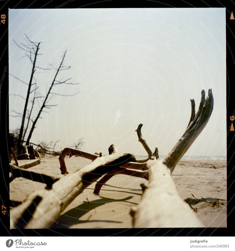 Weststrand Umwelt Natur Landschaft Pflanze Sand Himmel Baum Küste Strand Ostsee Meer Darß dehydrieren natürlich trocken Stimmung Vergänglichkeit