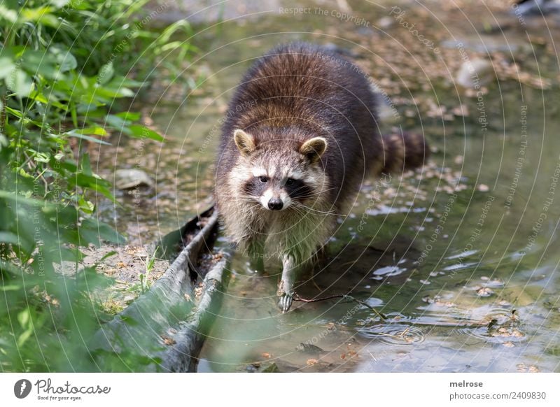 Waschbär im Wildpark Natur Wasser Sonne Sommer Schönes Wetter Pflanze Gras Grünpflanze Park Tier Wildtier Zoo Bär Landraubtier Säugetier 1 Teich Spaziergang