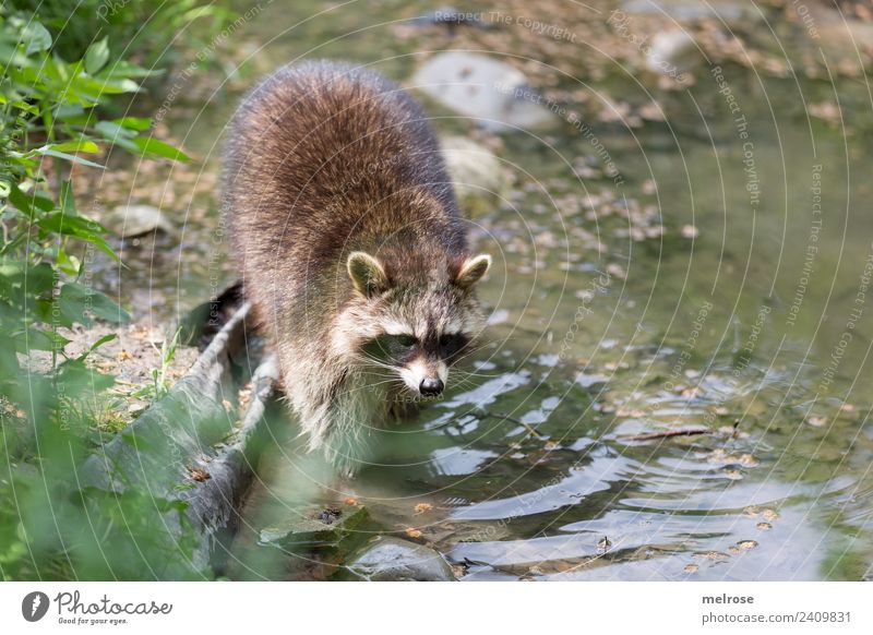 Waschbär im Wildpark III Natur Wasser Sonnenlicht Sommer Schönes Wetter Pflanze Gras Grünpflanze Park Tier Wildtier Tiergesicht Zoo Bär Säugetier Landraubtier 1