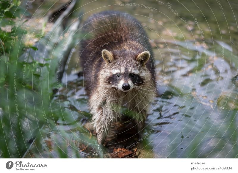 Waschbär im Wildpark II Natur Wasser Sonne Sommer Schönes Wetter Pflanze Gras Grünpflanze Park Tier Wildtier Zoo Säugetier Raubtier Bär 1 Teich Spaziergang