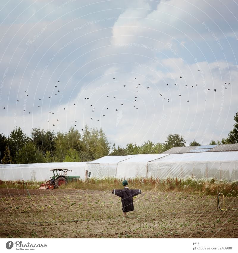 acker Himmel Wolken Sommer Pflanze Baum Feld Traktor Vogel Schwarm Vogelscheuche Gewächshaus Farbfoto Außenaufnahme Menschenleer Tag