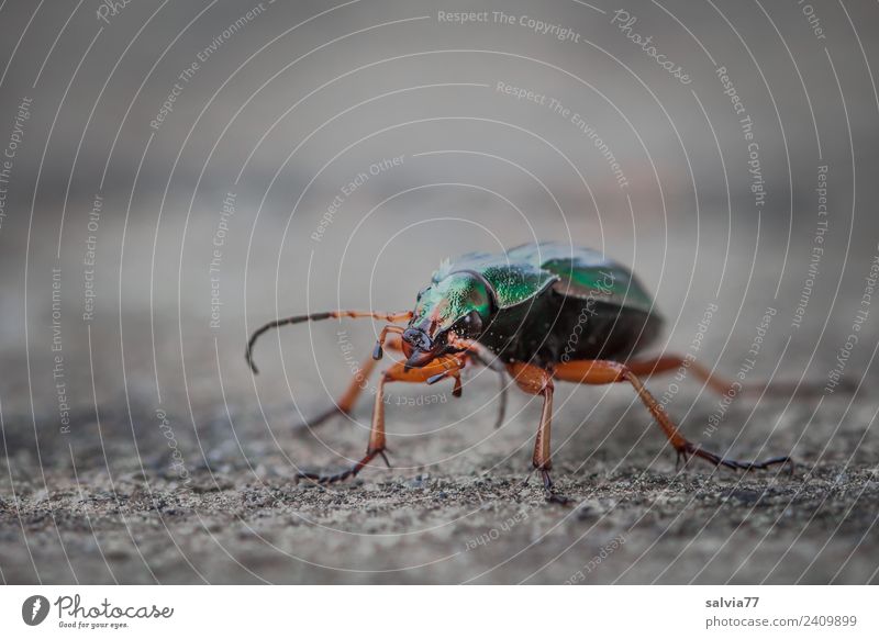 Laufkäfer Natur Tier Käfer Insekt 1 Stein Beton krabbeln sportlich braun grau grün Bewegung Geschwindigkeit Wege & Pfade gepanzert schillernd Fühler Farbfoto