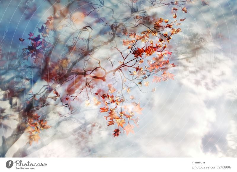 Nachbars Ahorn Natur Himmel Wolken Frühling Sommer Baum Blatt Japanischer Ahorn Zweige u. Äste außergewöhnlich fantastisch natürlich schön blau rot Farbfoto