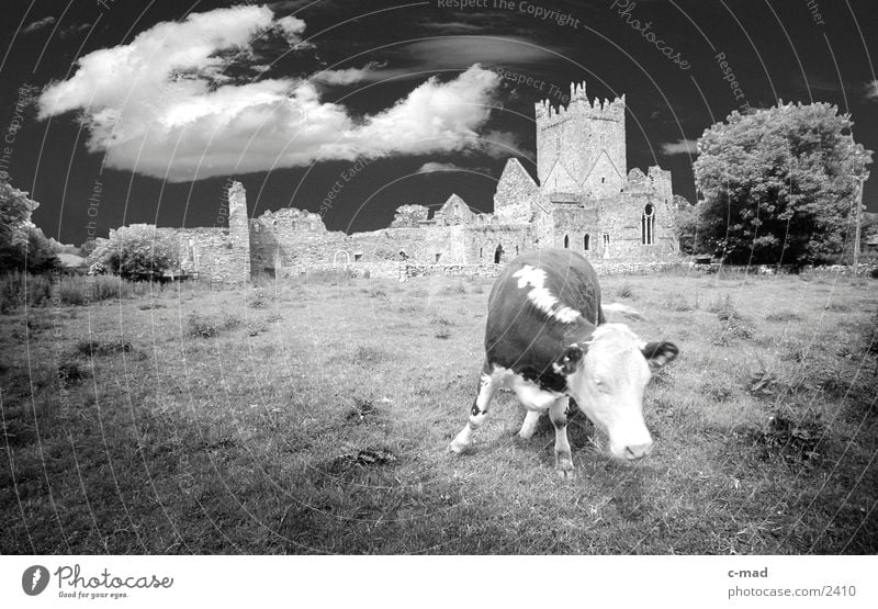 Kuh vor Abbey in Südirland Wolken Wiese Tier Stimmung Republik Irland Kloster Schwarzweißfoto