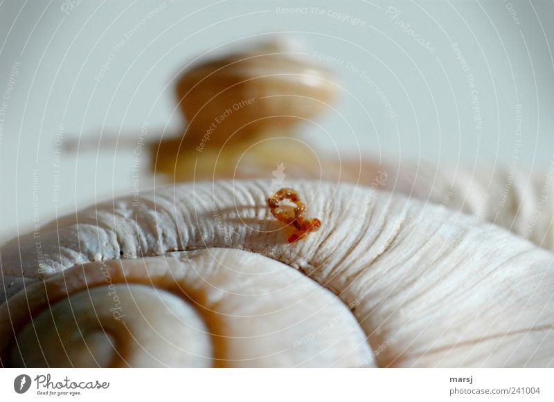 Ich war´s nicht...., oder schon? Natur Tier Wildtier Schnecke Weinbergschnecken Weinbergschneckenhaus 1 Tierjunges Schleife Bewegung außergewöhnlich dünn Ekel