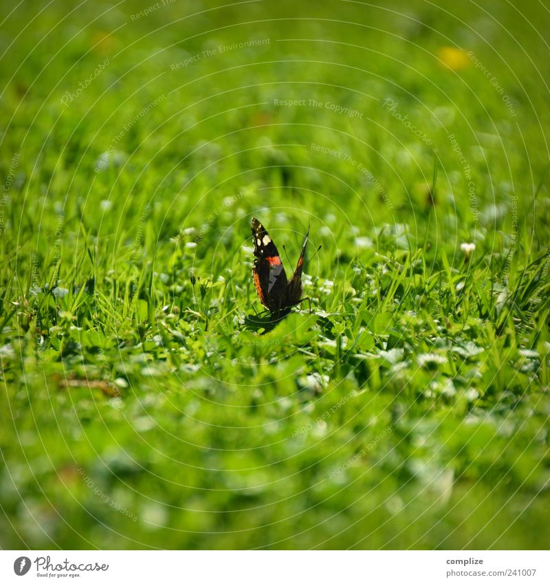 Schmetterling auf Wiese Umwelt Natur Pflanze Tier Frühling Sommer Gras 1 grün sitzen Farbfoto Außenaufnahme Textfreiraum oben Textfreiraum unten Tag