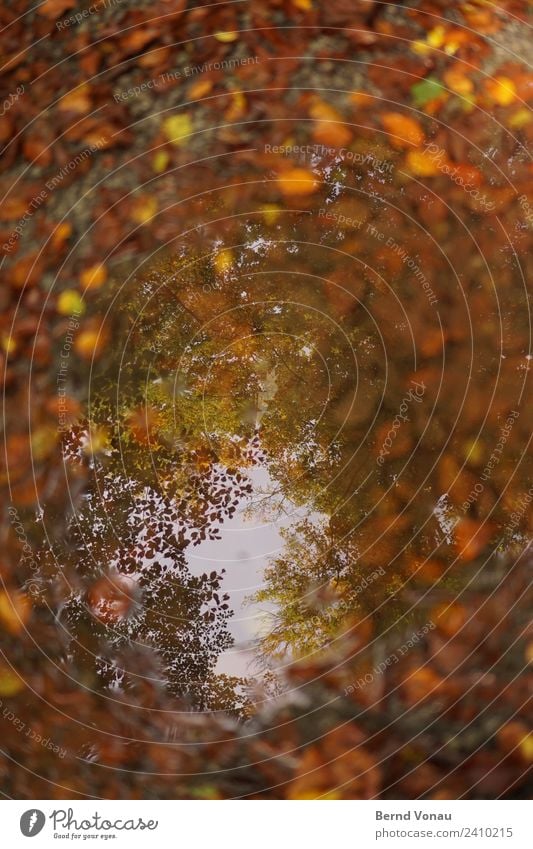 Herbstloch Umwelt Natur Erde schlechtes Wetter Baum Blatt Wald authentisch braun gelb gold orange Pfütze Wasser Sommerloch Herbstlaub verrotten Himmel Loch