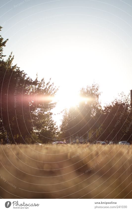 sun.day Umwelt Natur Landschaft Schönes Wetter Baum Wiese Erholung Wärme ruhig Textfreiraum unten Textfreiraum oben Farbfoto Gedeckte Farben Außenaufnahme