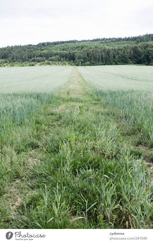 /\ Wohlgefühl Erholung ruhig Ausflug Ferne Freiheit Umwelt Natur Landschaft Himmel Sommer Gras Wiese Feld Wald Wege & Pfade Einsamkeit einzigartig entdecken